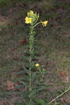 Common evening-primrose